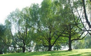 Sembawang-Park