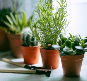 Plant-Pots-Image